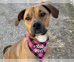 Labrador Retriever Mix Dog for Adoption in Pueblo, Colorado USA