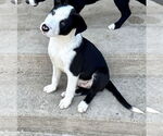 Small #3 Labrador Retriever Mix