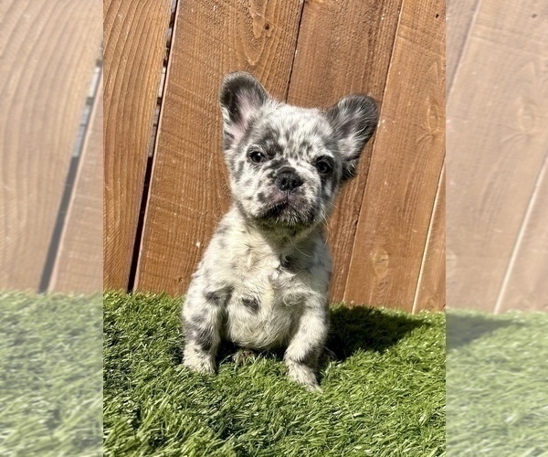 Medium Photo #9 French Bulldog Puppy For Sale in SEATTLE, WA, USA