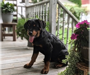 Rottweiler Puppy for sale in CHRISTIANA, PA, USA