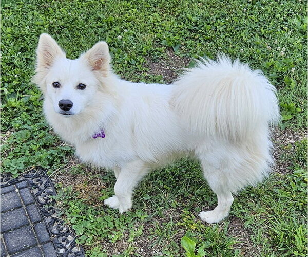 Medium Photo #2 American Eskimo Dog Puppy For Sale in Pikesville, MD, USA