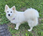 Small #1 American Eskimo Dog