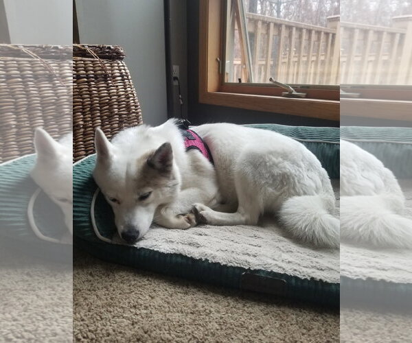 Medium Photo #6 Pomsky Puppy For Sale in St. Louis Park, MN, USA