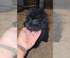 Poodle (Toy) Puppy for Sale in DYERSBURG, Tennessee USA