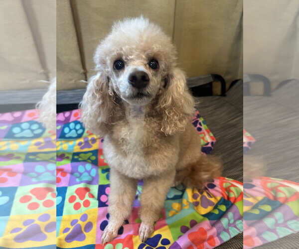 Medium Photo #5 Poodle (Miniature) Puppy For Sale in Pacolet, SC, USA
