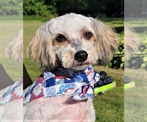 Havanese Dog for Adoption in TECUMSEH, Michigan USA