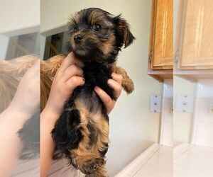 Yorkshire Terrier Puppy for sale in ELK GROVE, CA, USA