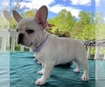 Small #1 French Bulldog