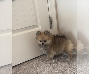 Pomeranian Puppy for sale in OAKWOOD, GA, USA