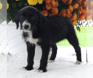 Poodle (Standard)-Rat Terrier Mix Puppy for sale in FREDERICKSBURG, OH, USA