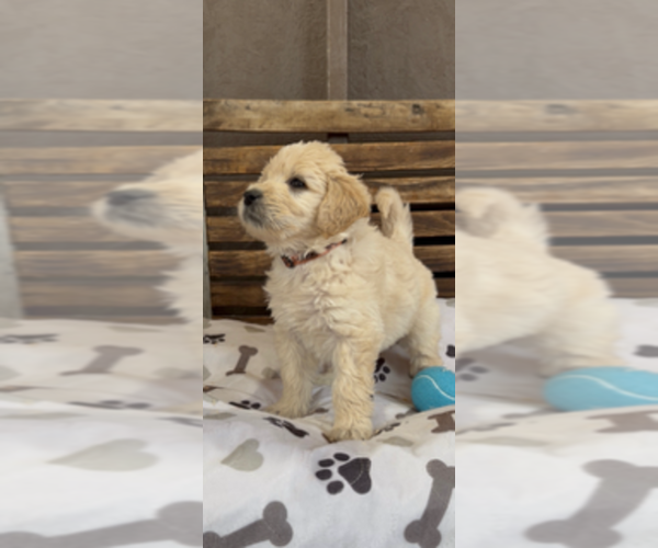 Medium Photo #35 Goldendoodle Puppy For Sale in MERCED, CA, USA