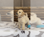 Small #34 Goldendoodle