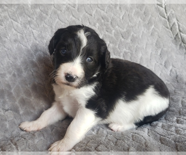 Medium Photo #7 Aussiedoodle Puppy For Sale in DOWELLTOWN, TN, USA