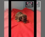 Zara - Female Poodle (Toy)-Zuchon Mix Puppy for Sale - Photo #2