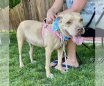 Small #22 American Pit Bull Terrier Mix
