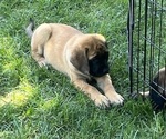 Small Photo #3 Mastiff Puppy For Sale in ATWATER, CA, USA