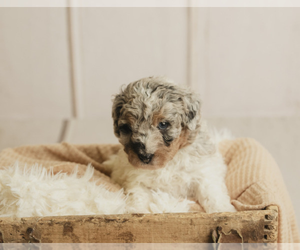 Medium Photo #3 Miniature Bernedoodle Puppy For Sale in TIPTON, IN, USA