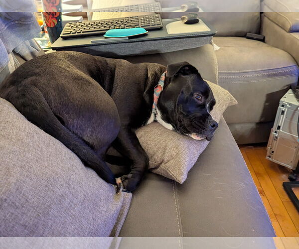 Medium Photo #3 American Pit Bull Terrier-Bulldog Mix Puppy For Sale in St. Louis Park, MN, USA