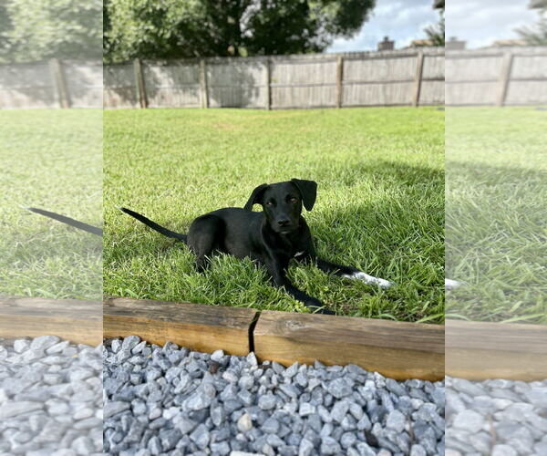 Medium Photo #9 Mutt Puppy For Sale in  Gainesville, FL, USA