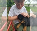 Small Photo #6 Rottweiler Puppy For Sale in COLORADO SPRINGS, CO, USA