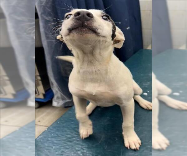 Medium Photo #1 Bulldog-Unknown Mix Puppy For Sale in Mobile, AL, USA