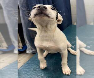Bulldog-Unknown Mix Dogs for adoption in Mobile, AL, USA