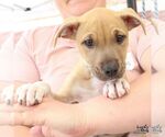 Small #2 Mutt