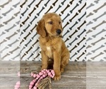 Small #5 Golden Retriever
