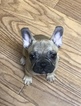 Small Photo #8 French Bulldog Puppy For Sale in EASTVALE, CA, USA