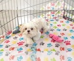 Small #7 Shih Tzu