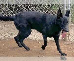 German Shepherd Dog Dogs for adoption in Sacramento, CA, USA