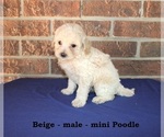 Small #1 Poodle (Miniature)
