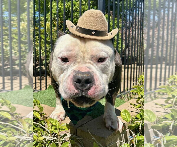 Medium Photo #12 American Bulldog-American Staffordshire Terrier Mix Puppy For Sale in Redlands, CA, USA