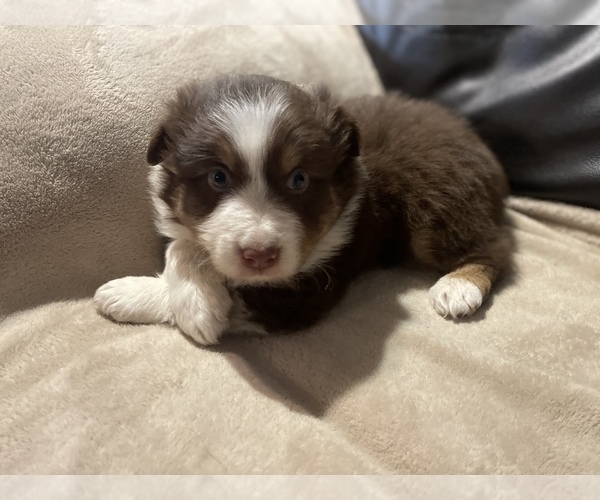 Medium Photo #1 Australian Shepherd Puppy For Sale in DRUMMONDS, TN, USA