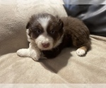 Small Photo #1 Australian Shepherd Puppy For Sale in DRUMMONDS, TN, USA