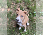 Small #5 Mutt