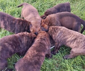 Mastiff Puppy for sale in MITCHELL, NE, USA