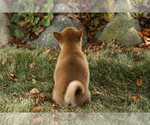Small #11 Shiba Inu