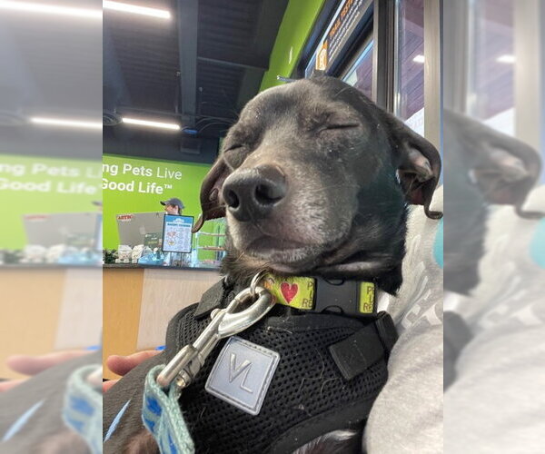 Medium Photo #3 Chihuahua Puppy For Sale in St. Louis Park, MN, USA