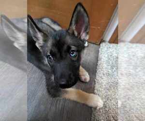 Alaskan Husky-German Shepherd Dog Mix Puppy for sale in THREE RIVERS, MI, USA