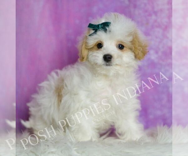 Medium Photo #5 Maltipoo (Miniature) Puppy For Sale in WARSAW, IN, USA