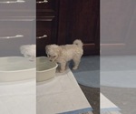 Small #3 Maltipoo