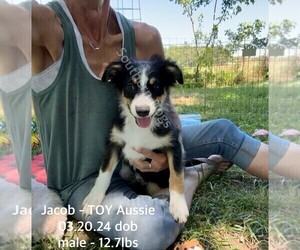 Miniature Australian Shepherd Puppy for sale in CASSVILLE, MO, USA