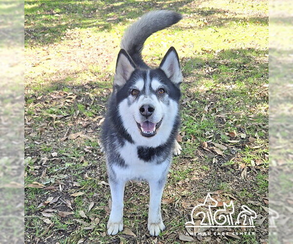 Medium Photo #2 Siberian Husky Puppy For Sale in Irvine, CA, USA