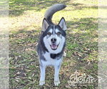 Small #1 Siberian Husky