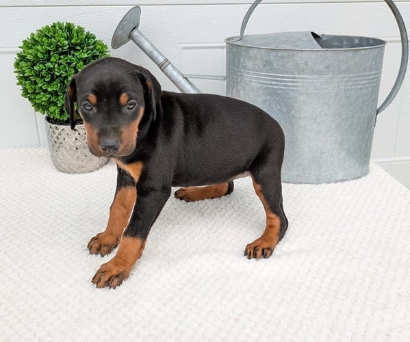 Medium Photo #12 Doberman Pinscher Puppy For Sale in GOSHEN, IN, USA