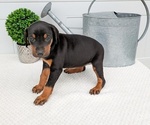Small Photo #12 Doberman Pinscher Puppy For Sale in GOSHEN, IN, USA