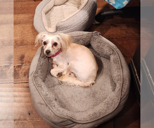 Medium Photo #2 Maltese Puppy For Sale in Fenton, MO, USA
