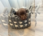Puppy Puppy 2 Labrador Retriever