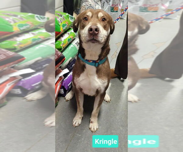 Medium Photo #1 Labrador Retriever-Unknown Mix Puppy For Sale in Richmond, IN, USA